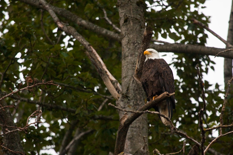 Bald Eagle In Tree